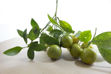 Kumquat