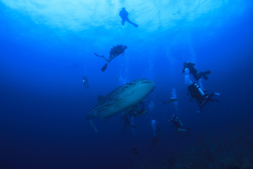 Fototapeta na wymiar Whale Shark and scuba divers