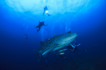 Whale Shark and scuba divers