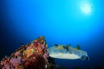 Pufferfish. Blue-spotted Puffer fish