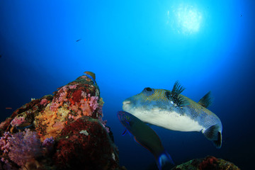 Fototapeta na wymiar Pufferfish. Blue-spotted Puffer fish