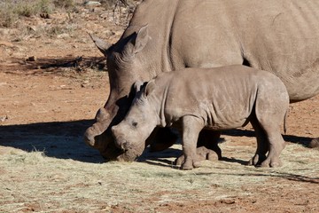 Obraz premium rhinocéros blanc qui mange avec son bébé