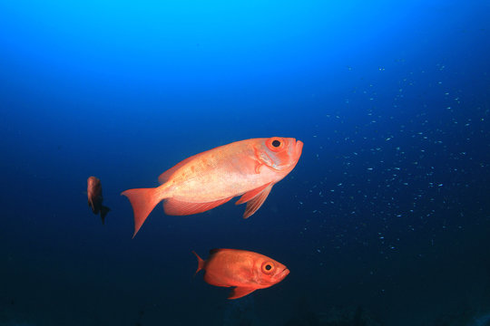 Red fish blue background. Crescent tailed Bigeye fish. Red Snapper in ocean