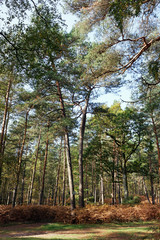 Gorges du houx en forêt de fontainebleau