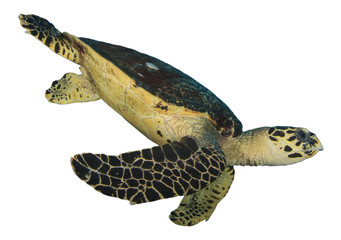 Hawksbill Sea Turtle isolated on white background