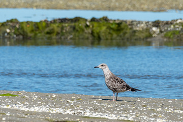 Juvenile sea gull loooking for shells at low tide