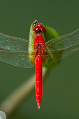 Thai red dragonfly