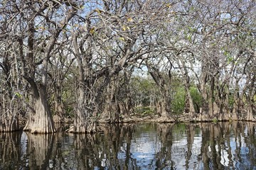 Obraz premium Florida Everglades Holiday Park