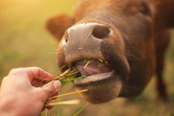 Bull eating the grass.