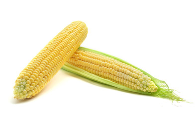 Isolated corn. Food design.