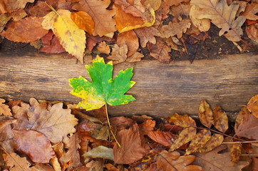 Autumn mood foliage.