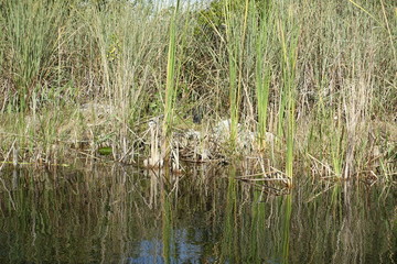 Florida Everglades Holiday Park
