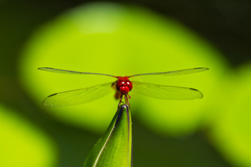 Thai red dragonfly