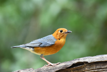 Orange-headed thrush (Geokichla citrina) beautiful orange bird with grey wings standing on the log showing its side feathers over blur background, amazing nature