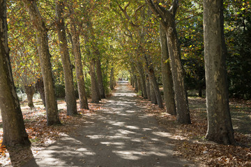 Paseo entre los árboles teñidos de otoño