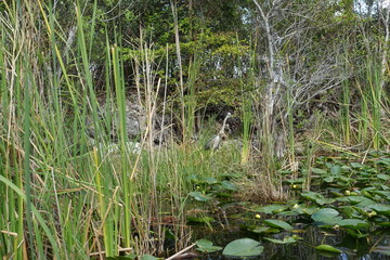 Florida Everglades Holiday Park