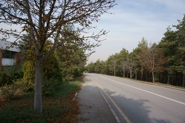 Fototapeta premium Road Surrounded by Trees on Both Sides