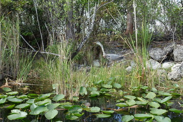 Florida Everglades Holiday Park