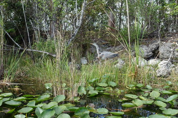 Florida Everglades Holiday Park