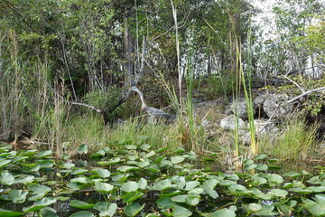 Florida Everglades Holiday Park