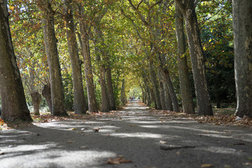 Paseo entre los árboles teñidos de otoño