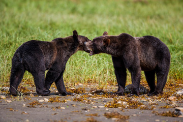Orso grizzly della costa che pesca salmoni in Canada o Alaska