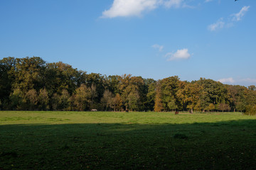 Fields and horses