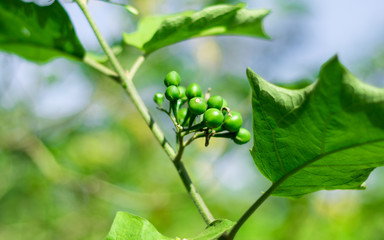 Solanum turvum Sw. Close up view of Turkey berry is an edible vegetable garden.