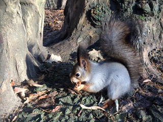 Grey squirrel eating nut near tree side view