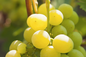 Bunch of grapes macro