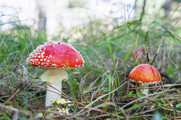 Red fly agaric mushrooms with blurred background