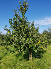 Ananasrenette, Herzapfel, Alte Apfelsorte
