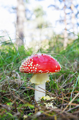 Red fly agaric mushroom in moorland