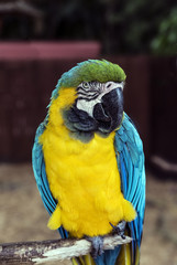 Yellow macaw