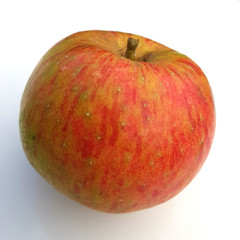 Hansa Prinz, Hansa Renette, Apfel, Malus, domestica, Alte Apfelsorte