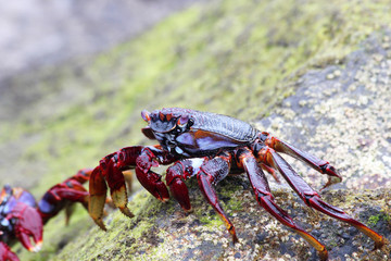 TIERE_3304_rote_Klippenkrabbe