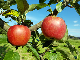 Kaiser Wilhelm, Apfel, Malus, domestica, Alte Apfelsorte © Ruckszio