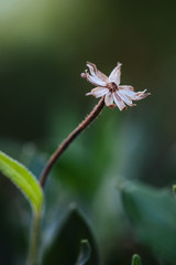 White flower macro