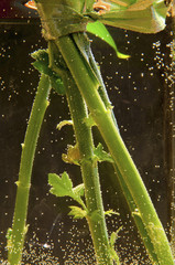 Flower stalk in water