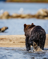 Orso grizzly della costa che pesca salmoni in Canada o Alaska