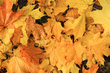 pour colorful autumn background.