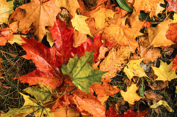 pour colorful autumn background.