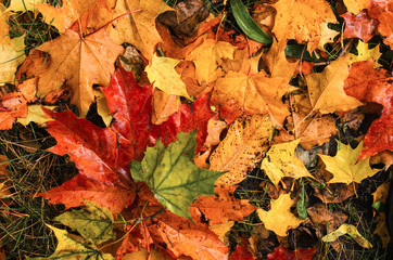 pour colorful autumn background.