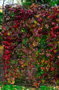 pour colorful autumn background.