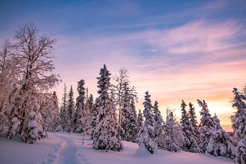 Trees covered with hoarfrost and snow in winter mountains