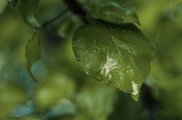 lush green , dew. field plants.