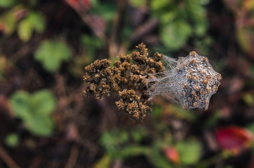 morning fog, autumn. field dry vegetation covered in cobwebs .