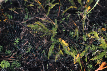 morning fog, autumn. field dry vegetation covered in cobwebs .
