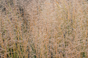 misty morning in autumn in the field. withered grass . kind of loneliness