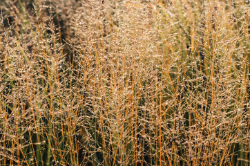 Fototapeta premium misty morning in autumn in the field. withered grass . kind of loneliness